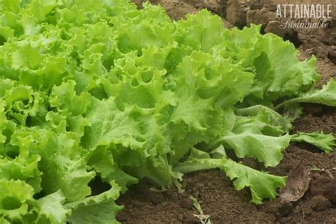 Harvesting Lettuce How To Make Yours Produce For Weeks