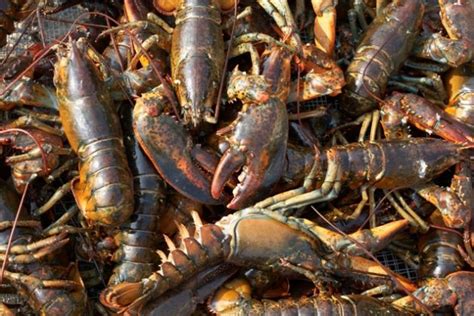 High Expectations As Lobster Season Opens In Nova Scotia