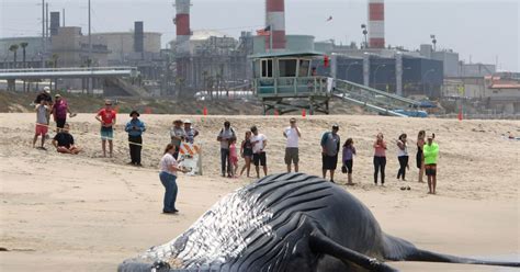Photo Gallery Dead Humpback Whale Washes Up On Shore At Dockweiler