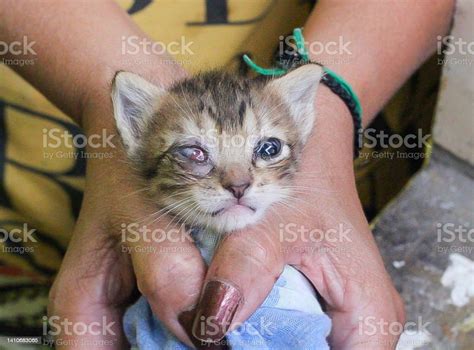 Kitten With Corneal Ulcer Eye Cat Medicated With Eye Drops With One Eye