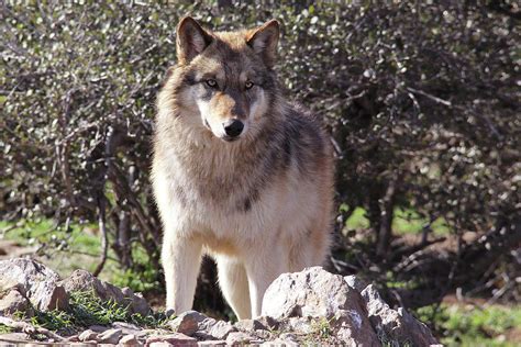 Strong Alaskan Gray Wolf Photograph By Michael Peak Fine Art America