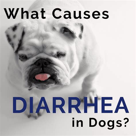 What Causes Small Bowel Diarrhea In Dogs