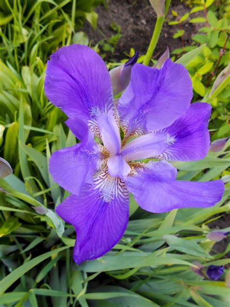 Blue Iris Flower Close Up In Nature Stock Photo Image Of Leaf Botany
