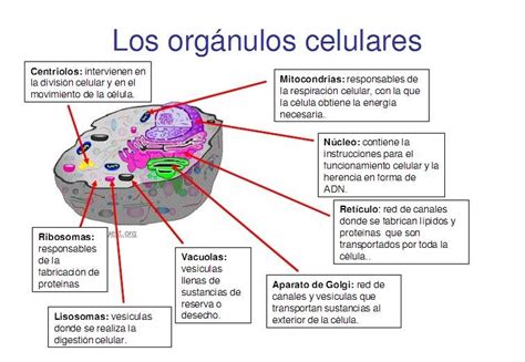 Bases De BiologÍa Celular Organélos Celulares