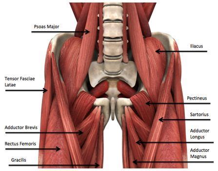 .major muscle groups anatomy, human muscles, basic muscle anatomy, basic muscle anatomy and physiology crossword puzzle answers, basic muscle muscle anatomy images 12 photos of the muscle anatomy images anatomy muscles picture quiz, back muscle anatomy images, deltoid. Undiagnosed Hip Injuries & Stubborn Fat Loss | Ric Size