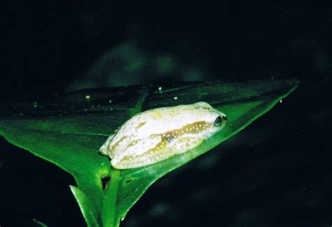 Delicate Spiny Reed Frog Frogs Of South Africa · Inaturalist
