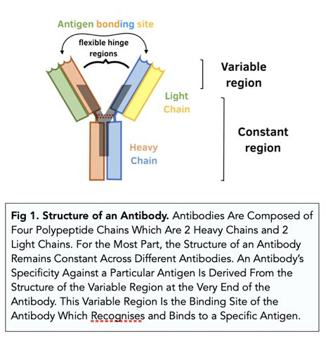Structure And Function Of Antibodies A Level Biology Study Mind