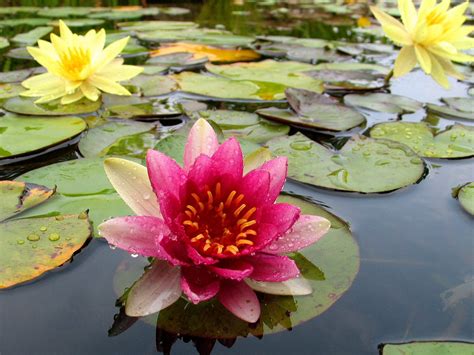 Wallpaper Mud Yellow Blossom Pond Water Lilies