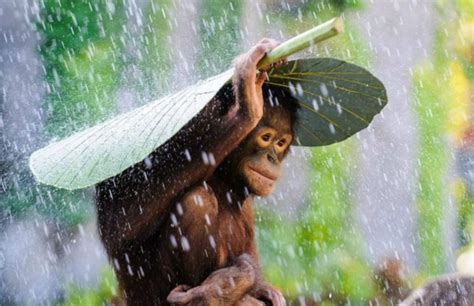 National Geographic Reveals Winners From Their 2015 Photo Contest