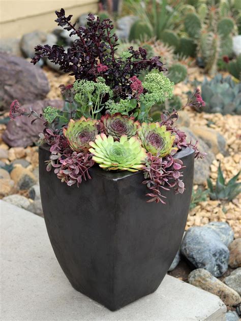 Succulent Container Garden For Fall Hgtv