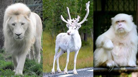 Most Beautiful White Animals In The World Simply Amazing Stuff