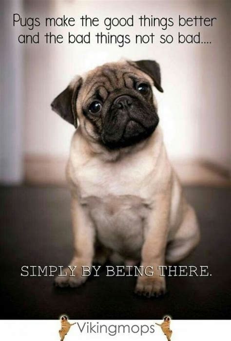 19 Inspirational Pug Quotes About Life And Love Page 2 The Paws