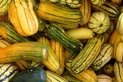 Recipe Roasted Delicata Squash Bruce Bradley