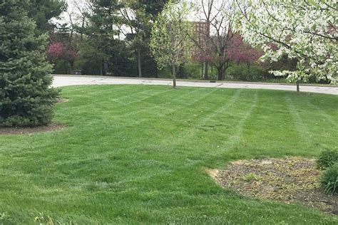 Lawn Care Indianapolis In Green And Groom Landscape And Lawncare
