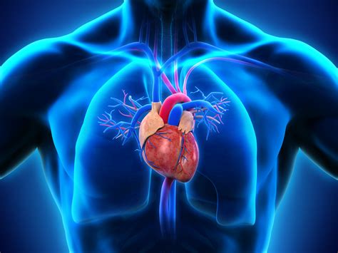Structure Of Human Heart Vector Illustration Of Diagram Of Human