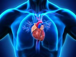 anatomy of the human heart – detailed anatomy of the heart – Crpodt