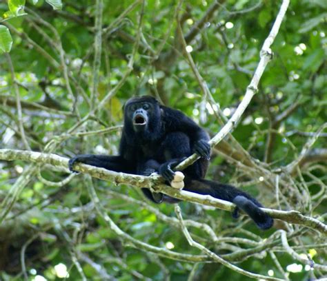 Expansión Piñera Limita Hábitats Del Mono Congo Proyecto Busca Salvar