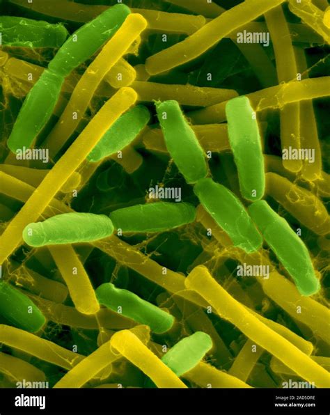 Coloured Scanning Electron Micrograph Sem Of Bacillus Subtilis Gram