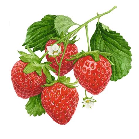 Home Anna Mason Art Strawberry Watercolor Strawberry Art Fruit
