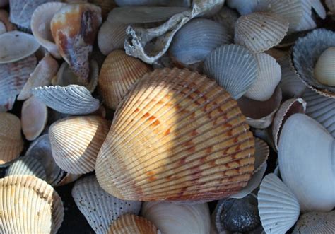 Seashells Sea Shells Gulf Coast Florida Gulf Coast