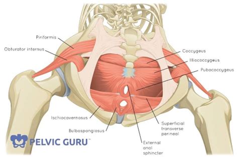 However these muscles primarily move the knee, and not generally classified as muscles of the hip. Cre8tive Resources - Could your period pain be linked to ...