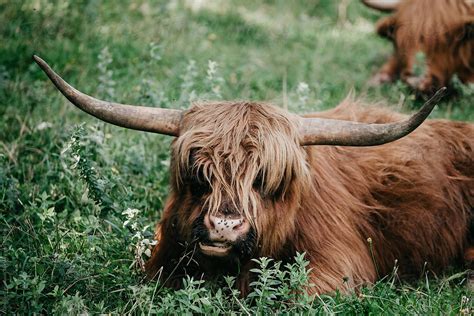 Scottish Highland Cattle By Stocksy Contributor Dimitrije Tanaskovic
