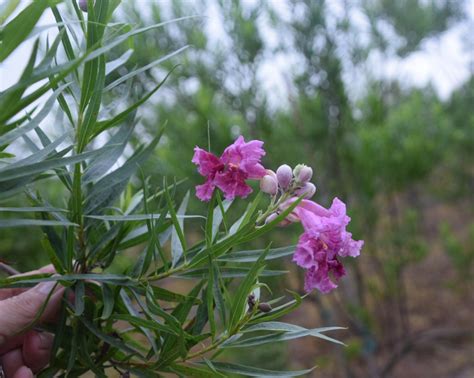 Cultivating Paradise Desert Willow