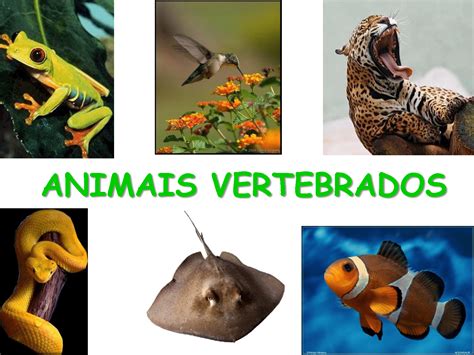 animais invertebrados imagens coloring city