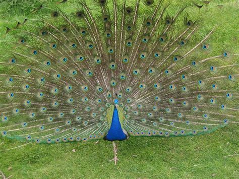 Within a courtship setting, what can (and do) males do to increase their chances of being selected by a female? Peacock 04