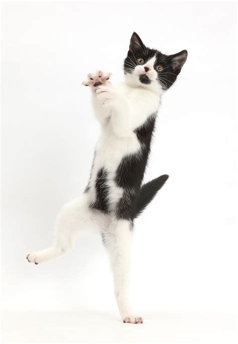 Kitten Jumping Photograph By Mark Taylor Fine Art America