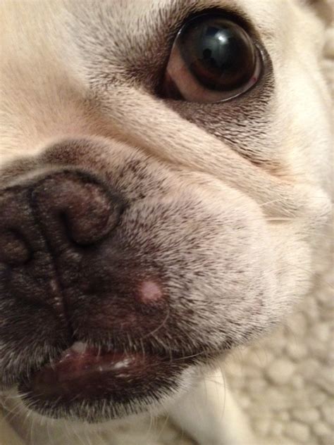 My French Bulldog Has Pimples Around His Face What Can Be A Cause