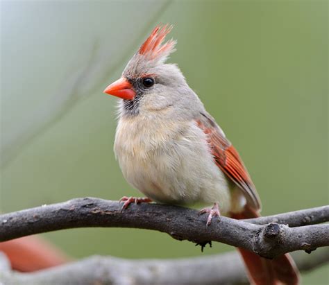 Worldimage4u Colorful And Different Types Of Birds For Bird Lovers