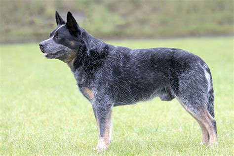 Australian Cattle Dog Breeds A To Z The Kennel Club