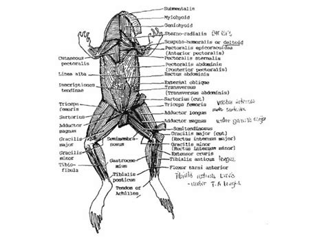 Amphibians Muscular System Of The Frog Ventral View