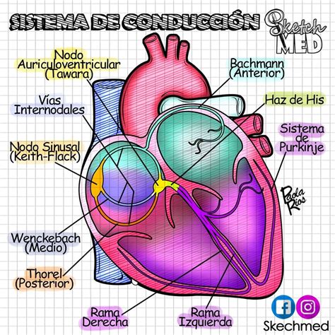 Sistema De Conducción Paola Ríos Dr Vagostektchmed Facebook E Instagram Anatomía Médica