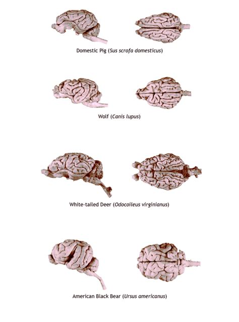 Mammalian Brains Labrigger