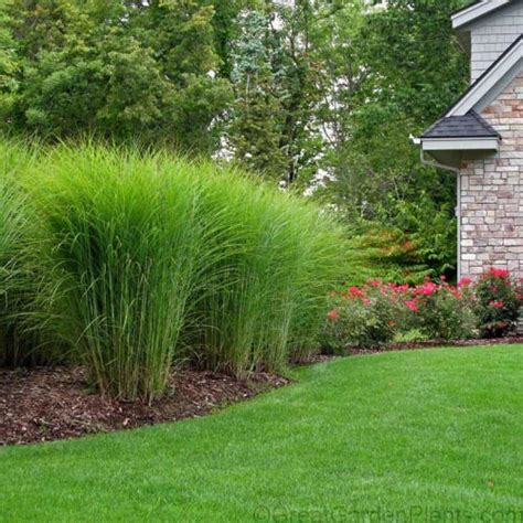 Tips For Adding Ornamental Grasses To Your Landscape
