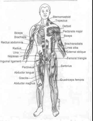 Muscles Of The Chest Diagram Picture