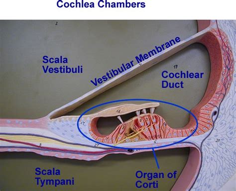 Cochlea Chambers Basic Anatomy And Physiology Anatomy Models