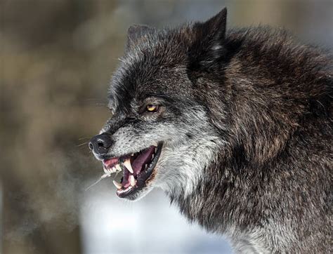 Royalty Free Snarling Wolf Pictures Images And Stock Photos Istock