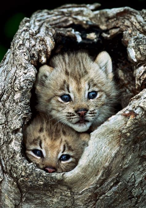 Baby Wild Cats Pictures Leti Blog