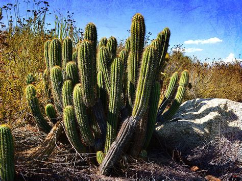 Desert Plants The Wild Bunch Photograph By Glenn Mccarthy Art And