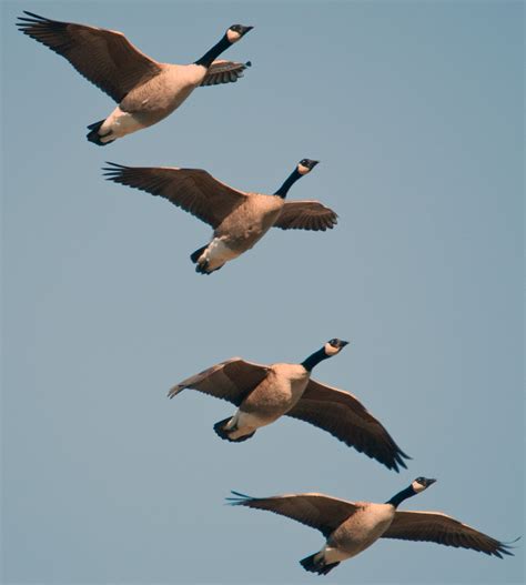 Me Boomer And The Vermilon River Migrating Canada Geese Of The