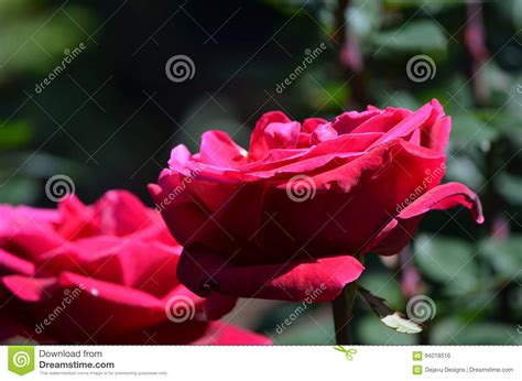 Large Flowering Red Rose Garden In Full Bloom Stock Photo Image Of