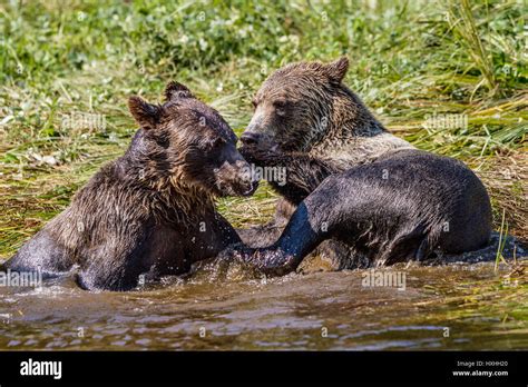 Grizzly Bear Cubs Playing In Glendale Cove Knight Inlet British