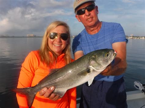 How To Catch Bluefish A Complete Guide Siesta Key Fishing Charters