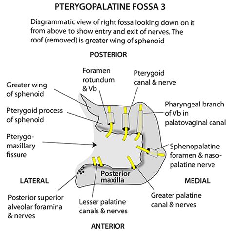 Instant Anatomy Head And Neck Areasorgans Pterygopalatine Fossa