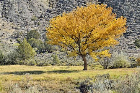10 Popular Poplar Trees To Plant