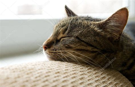 Sleeping Cat On A Sofa — Stock Photo © Renataa 33471773