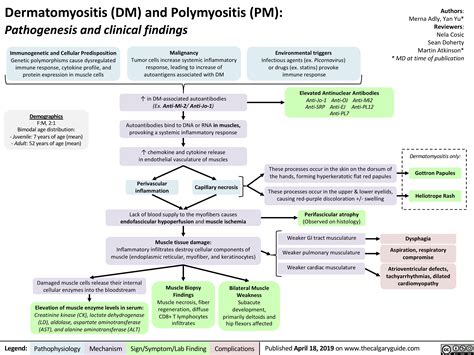 Dermatomyositis Dm And Polymyositis Pm Pathogenesis And Clinical